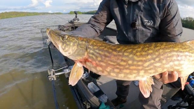 BIG PIKE. They are everywhere!