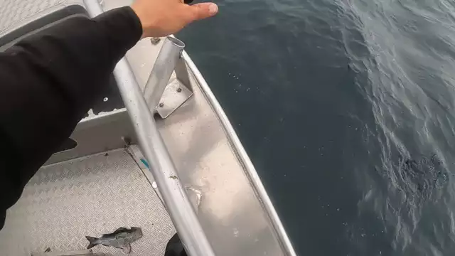 Testlive Havsfiske på Söröya 