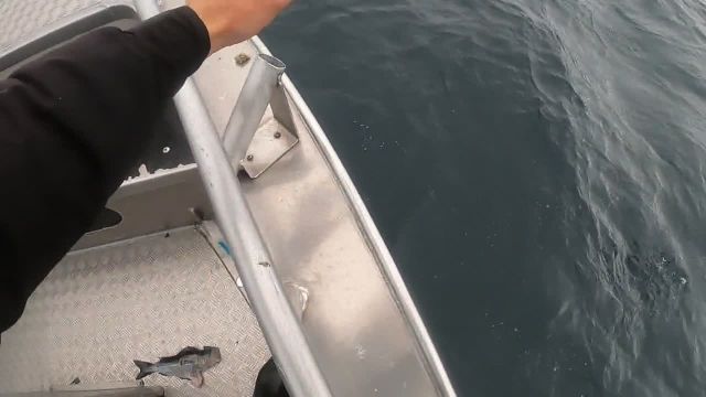 Testlive Havsfiske på Söröya 