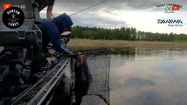 Pike fishing with Duncan Lures and Gäddjägaren (Daiwa Prostaff)  - 2023-05-22 15:55:32