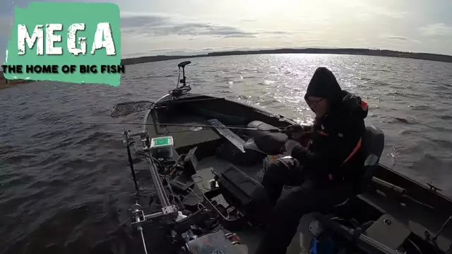 Mega Zander by Fishingstars_Sweden